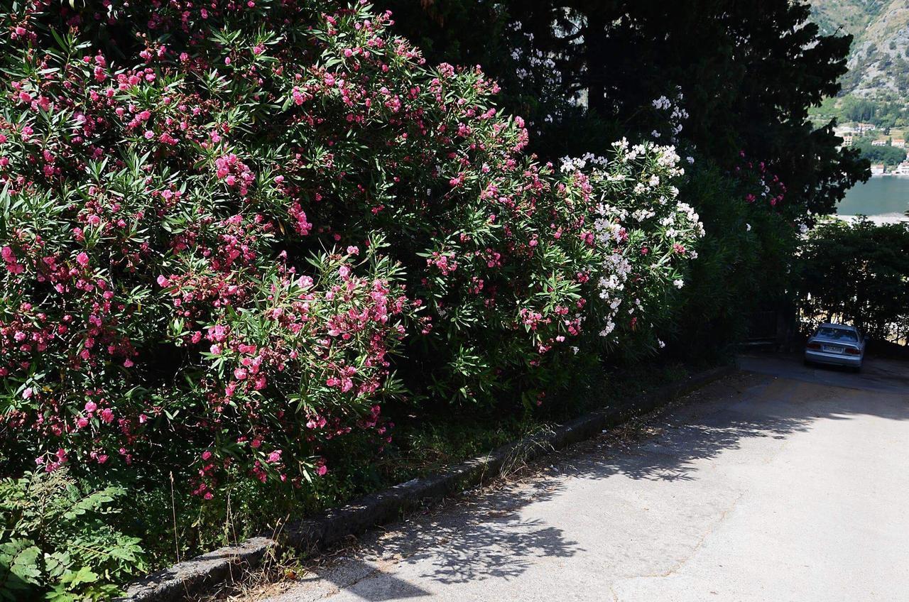 Apartment Garden Kotor Eksteriør bilde